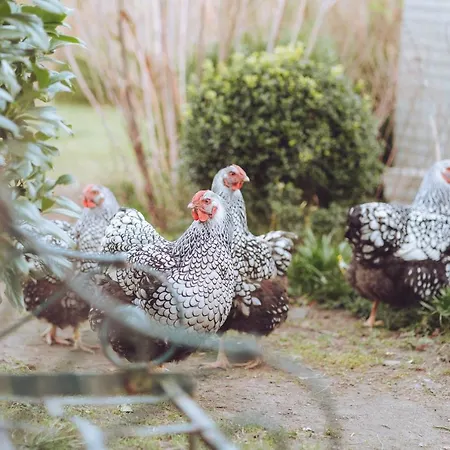住宿加早餐酒店 Kardemommehuset